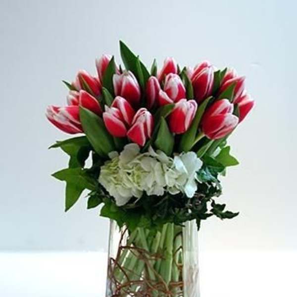 Red and white tulips in a clear rectangular vase with white hydrangeas