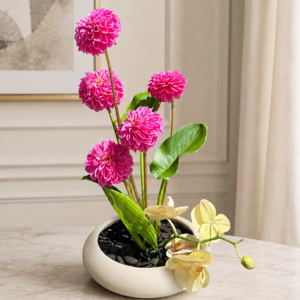 Dahlia Dreams