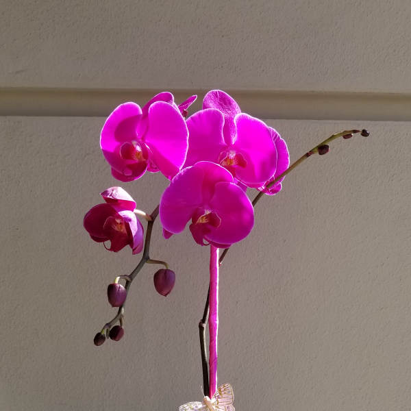 Pink orchid in a bright magenta vase with a small succulent