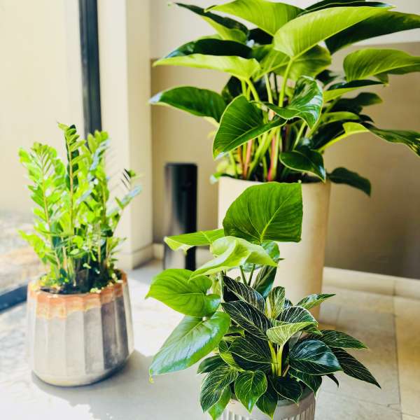 Three potted green houseplants in decorative containers