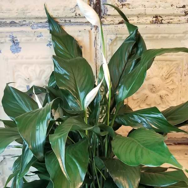 White peace lilies in a white pot with glossy green leaves