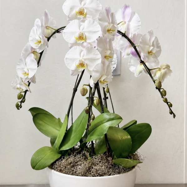 Arrangement with Phalaenopsis orchids