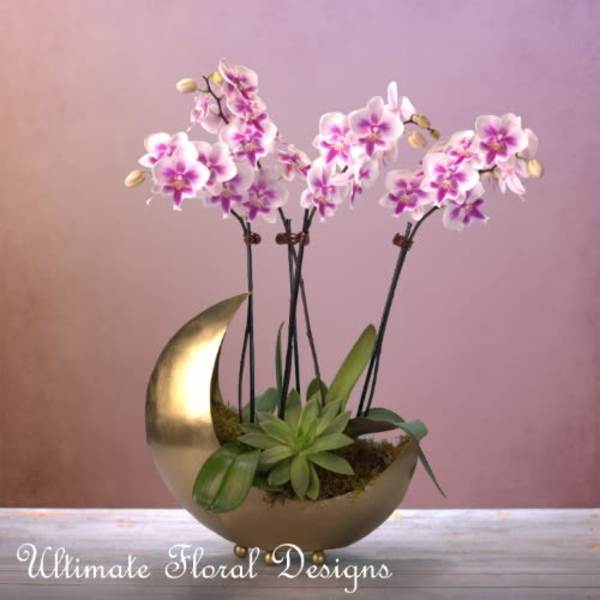 Pink and white orchids arranged in a gold crescent planter with succulents.