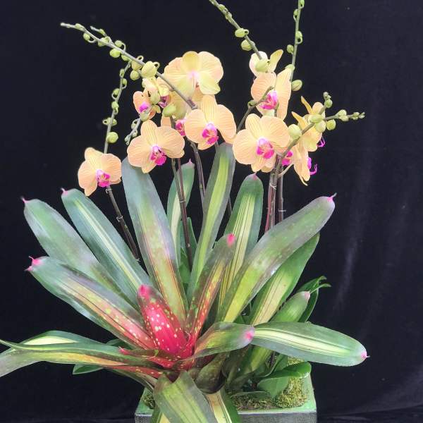 Orchid arrangement with peach blooms and variegated tropical leaves in a square planter