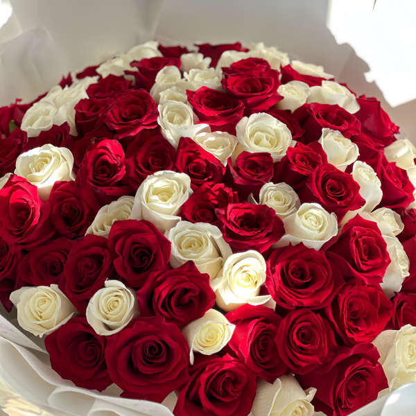 Bouquet of red and white roses wrapped in white paper