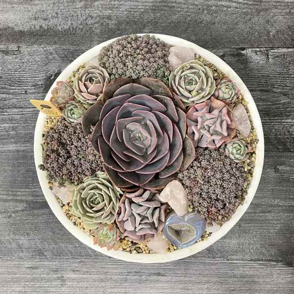 Round succulent arrangement in a white bowl with pink and green rosettes