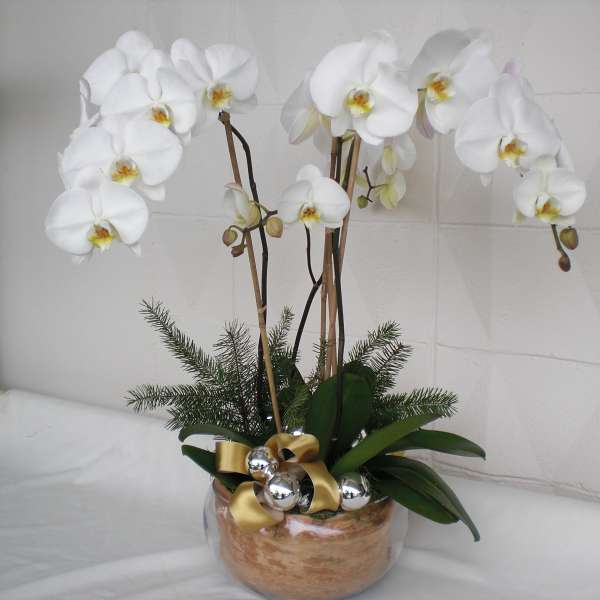 White orchids in a glass bowl with gold ribbon and silver ornaments