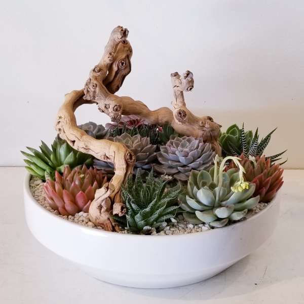 Succulent arrangement in a white bowl with driftwood accents