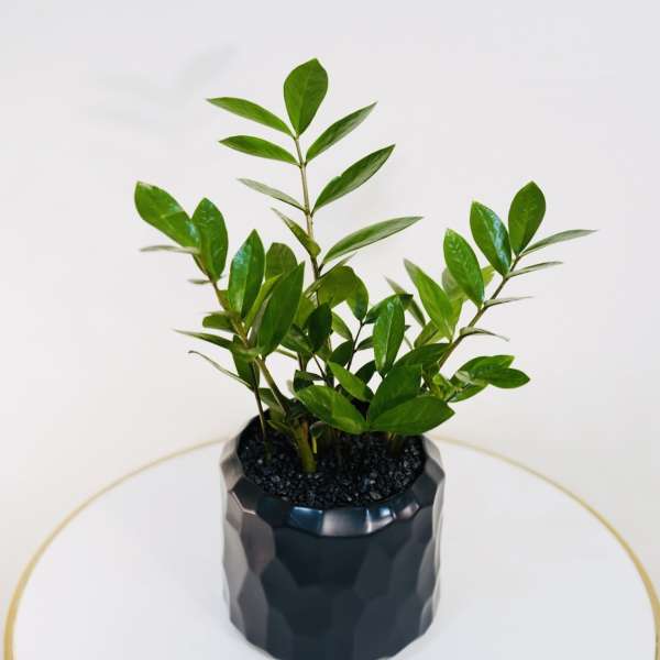 ZZ Plant