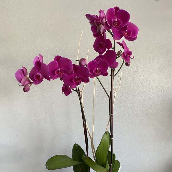 Two magenta orchid stems in a black pot with white stones