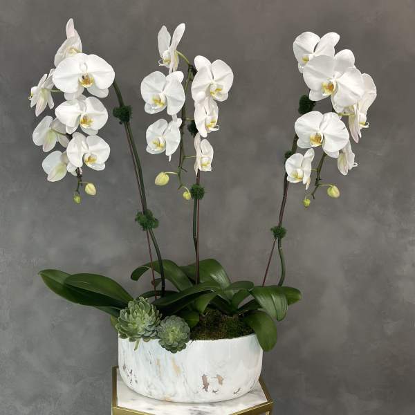 White orchids in a white planter with succulents