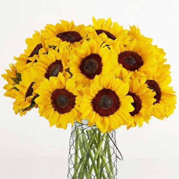 Countryside Sunflowers Flower
