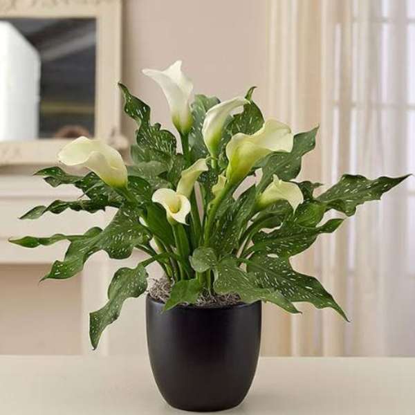 White Calla Lily plant