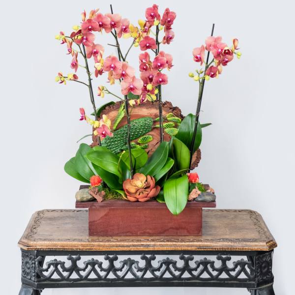 Pink orchid arrangement in a wooden planter with succulents
