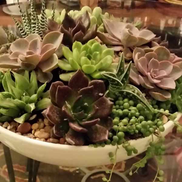 Succulent arrangement in a shallow white bowl