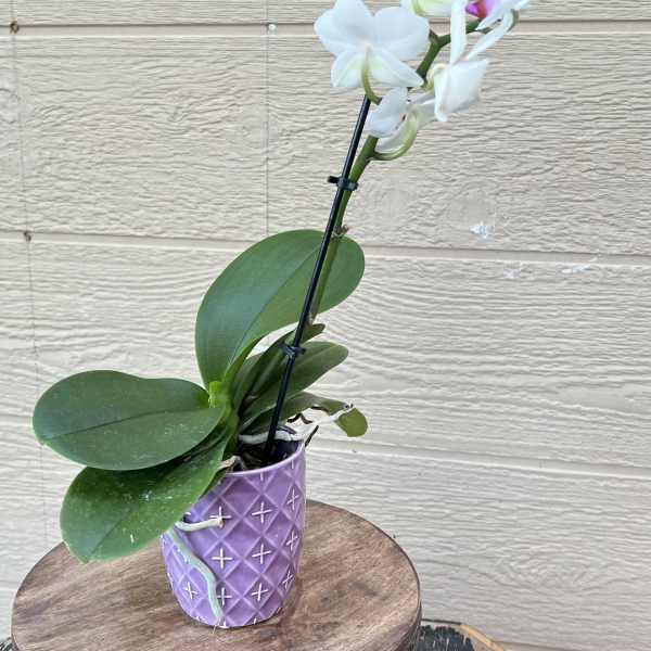 White Orchids