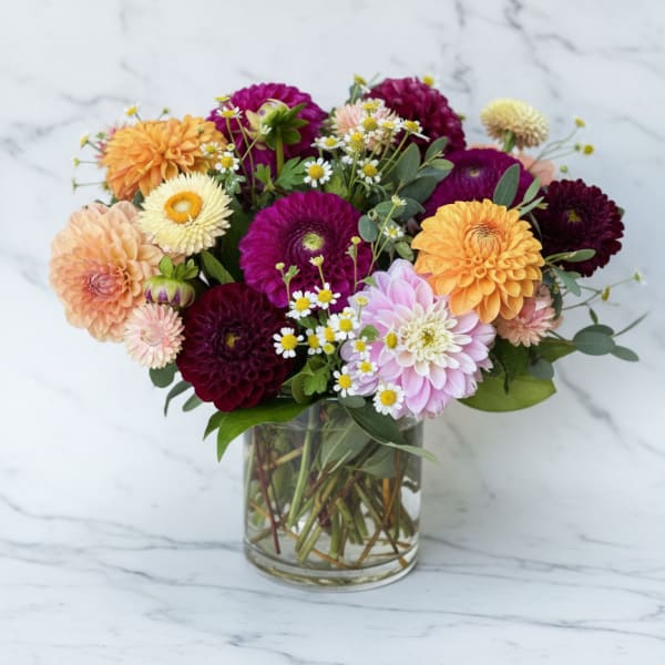 Dahlia Daze