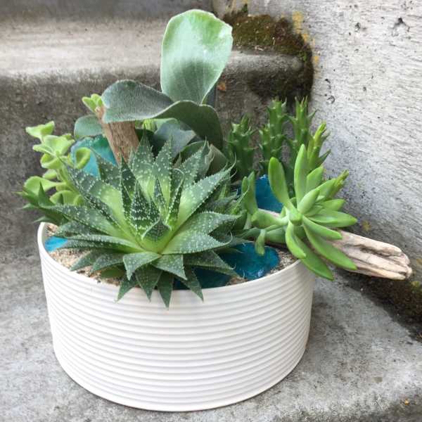 Potted succulent arrangement in a white ribbed planter