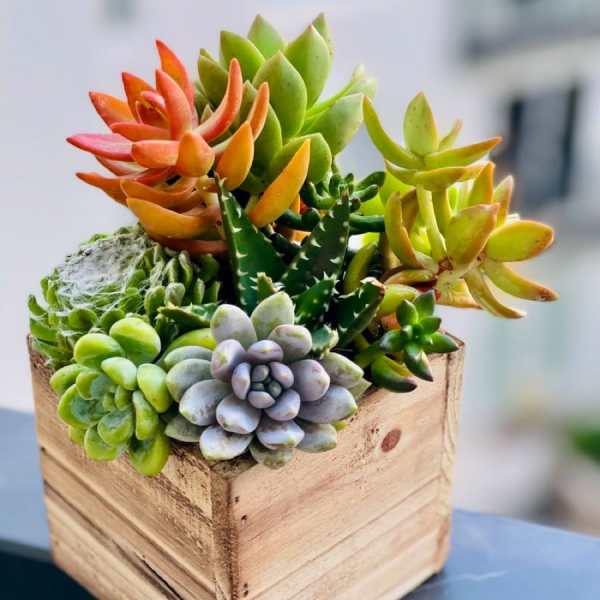 Succulent arrangement in a wooden cube planter