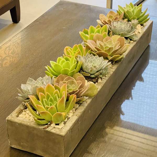 Rectangular planter filled with assorted succulents in a concrete container