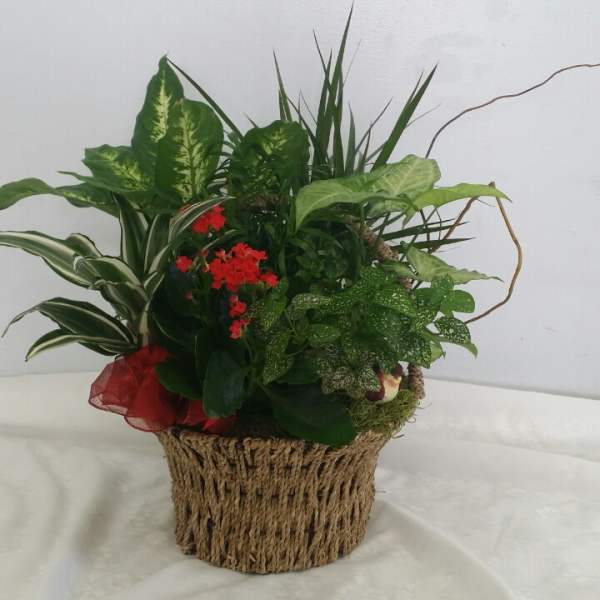 Mixed green plant arrangement with small red flowers in a woven basket