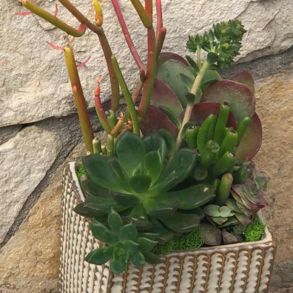 Succulent arrangement in a patterned square planter