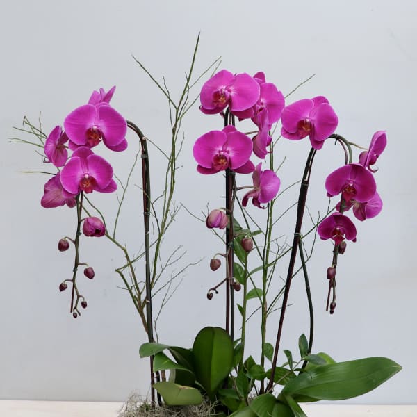 Pink phalaenopsis orchid plants with broad green leaves in a low white ceramic bowl planter