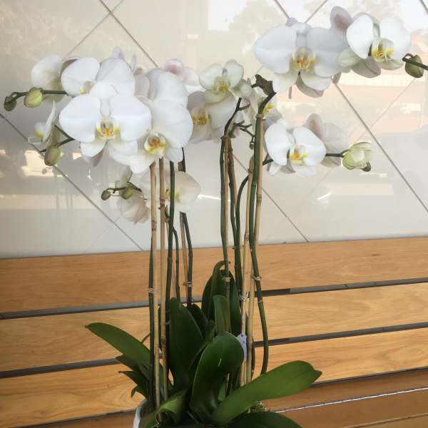 White orchid plant in a white pot on a wooden table