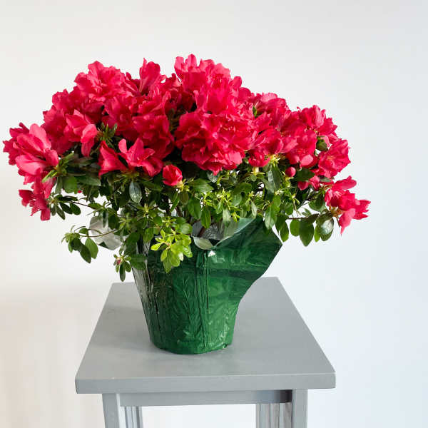 Bright pink flowering plant in a green-wrapped pot