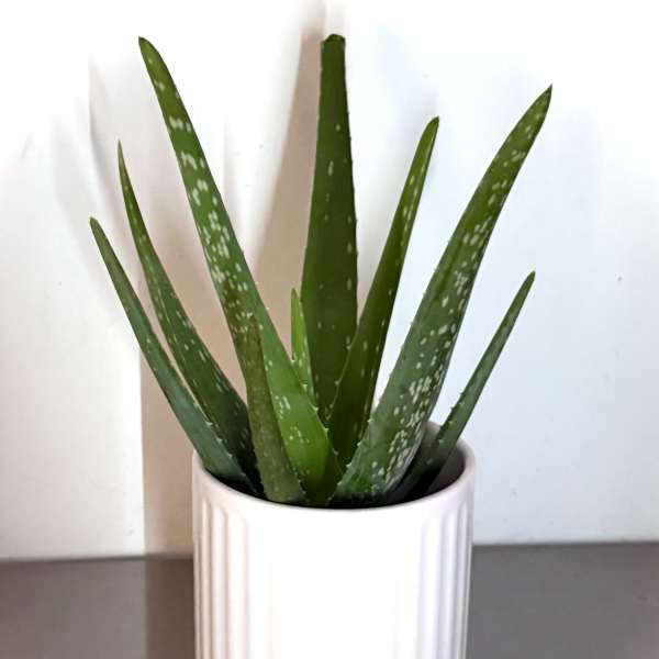 Potted aloe plant in a white ceramic pot