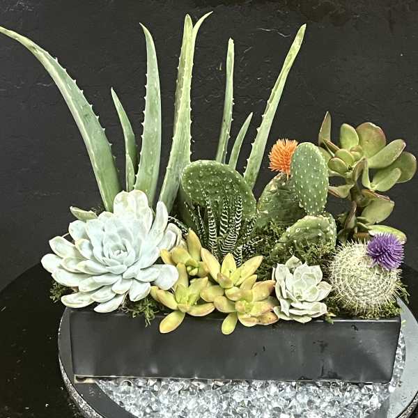 Aloe & Cactus Plant Dishgarden