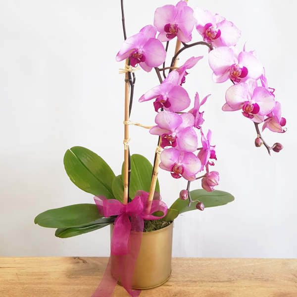Pink orchid plant in a gold pot with a magenta ribbon