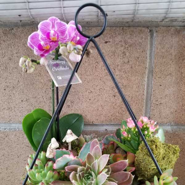 Succulent planter with a pink orchid and moss in a wooden box