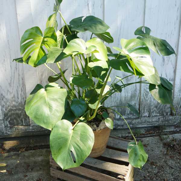 Potted monstera plant with large split green leaves