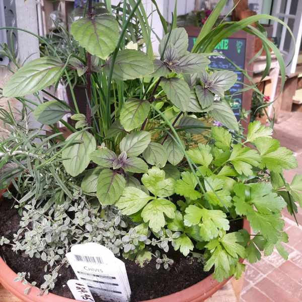 Potted herb planter with mixed green herbs in a terracotta container