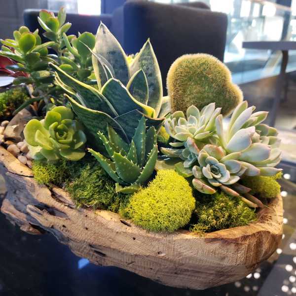 Assorted succulents and moss arranged in a rustic wooden bowl planter