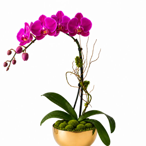 Vivid Purple Orchid – Gold Vase | Designer’s Choice
