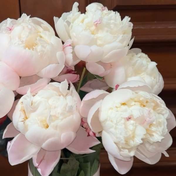 Bouquet of pale pink and white peonies in a vase