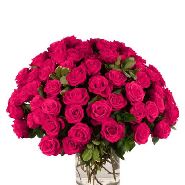 75 Hot Pink Roses