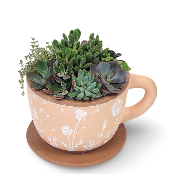 Succulent arrangement in a peach mug-shaped planter with a saucer