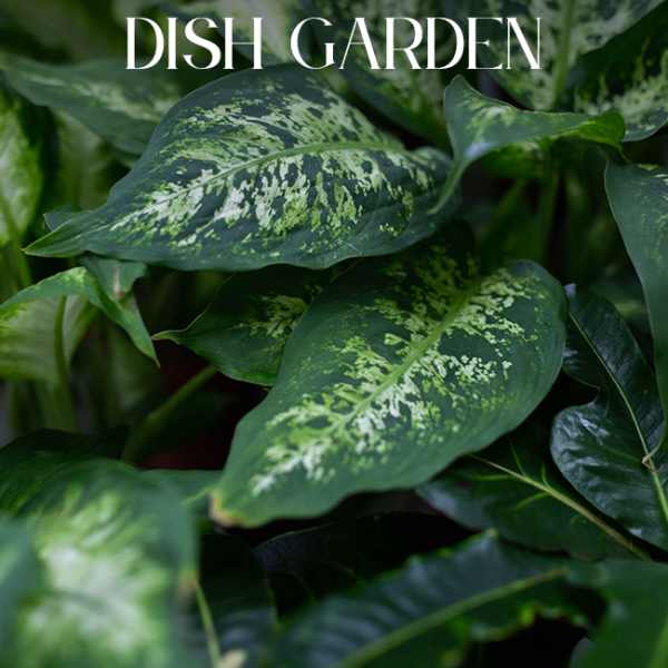 DISH GARDEN