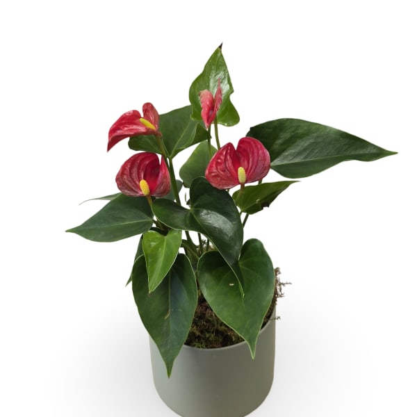 4" Anthurium Plant