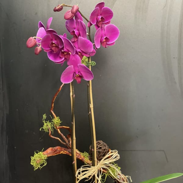 Orchid