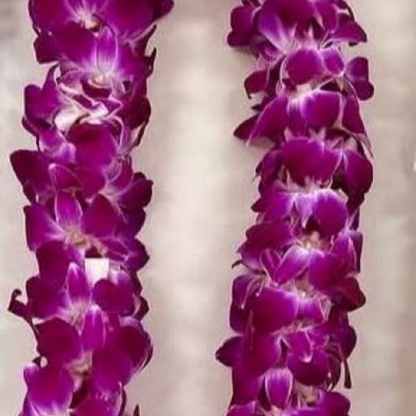 Graduation Double Orchid Lei-Purple POPULAR