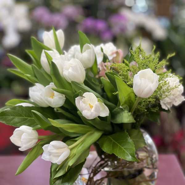 Tulipa Blanca