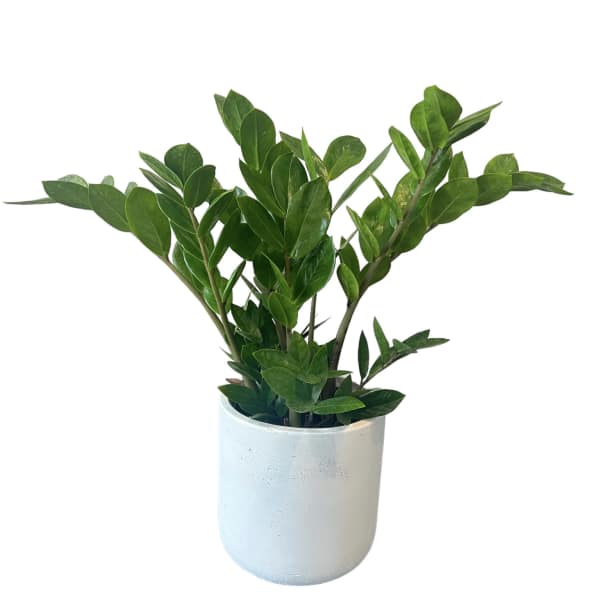 Potted green plant in a white ceramic container