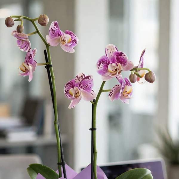 Double Stem Purple Phalaenopsis Orchid in Clear Cube Vase Plant | Same-Day Orange County Delivery