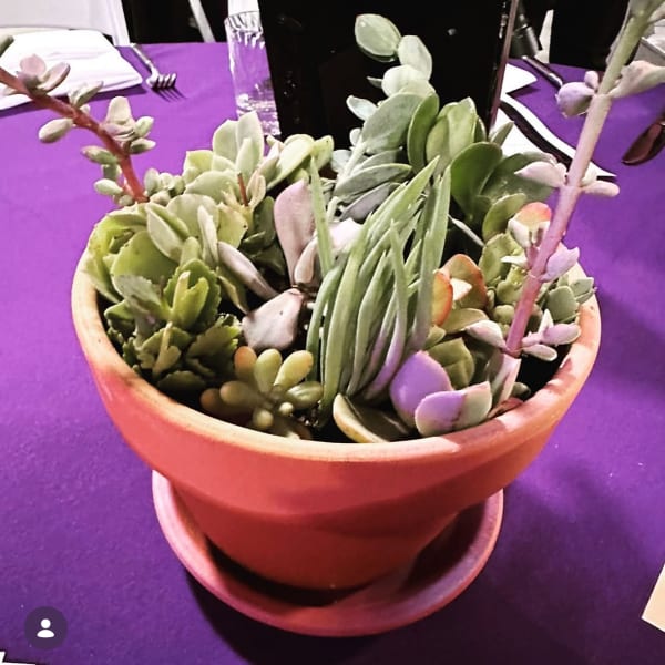 Succulent Centerpiece