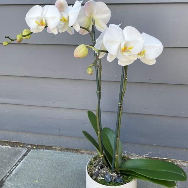 White orchid plant