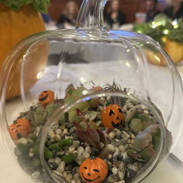 Halloween Succulents